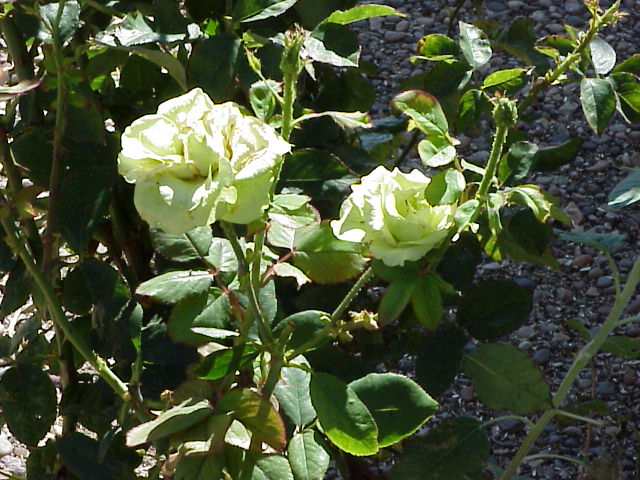My Uncle grows Green Roses!
