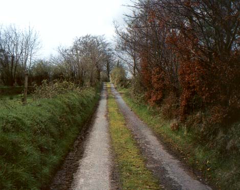 Road up from the old Wilson homestead